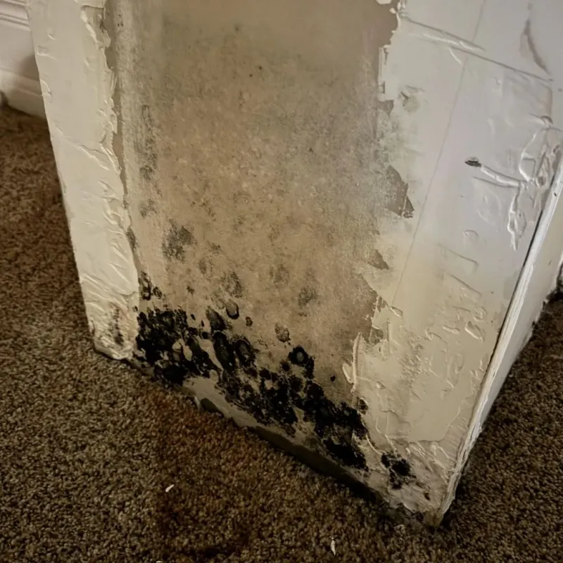 Professional Mold Removal in West Warwick, RI